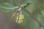 Green comet milkweed